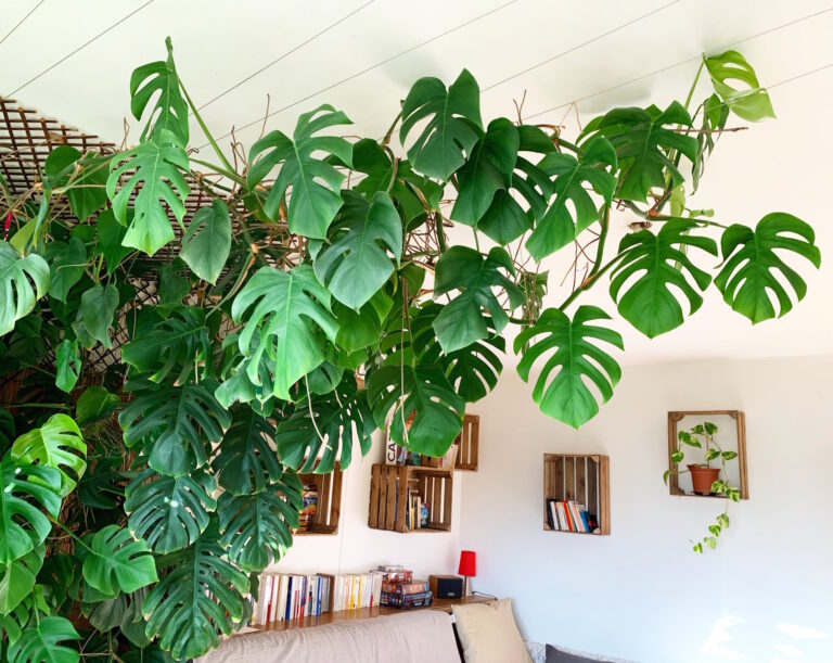 Belles plantes recherchent appartement passionnment - WTF