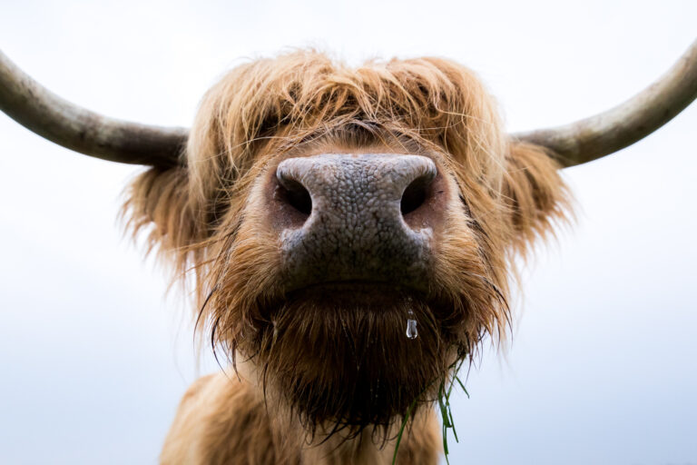 lorraine_highlands