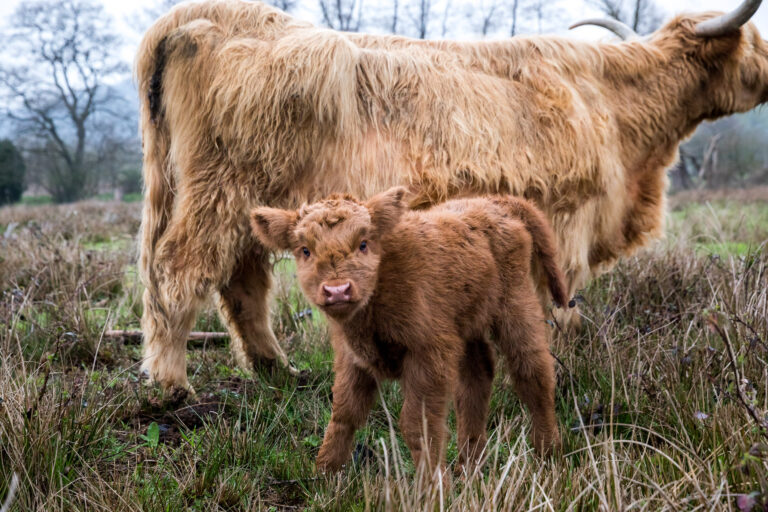 lorraine_highlands