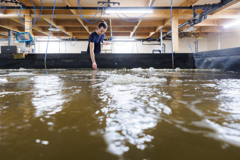 C&rsquo;est le m&eacute;lange de bact&eacute;ries et de micro-algues qui donnent cette couleur bien particuli&egrave;re &agrave; l&rsquo;eau d&rsquo;&eacute;levage des crevettes. &copy; T.Louapre