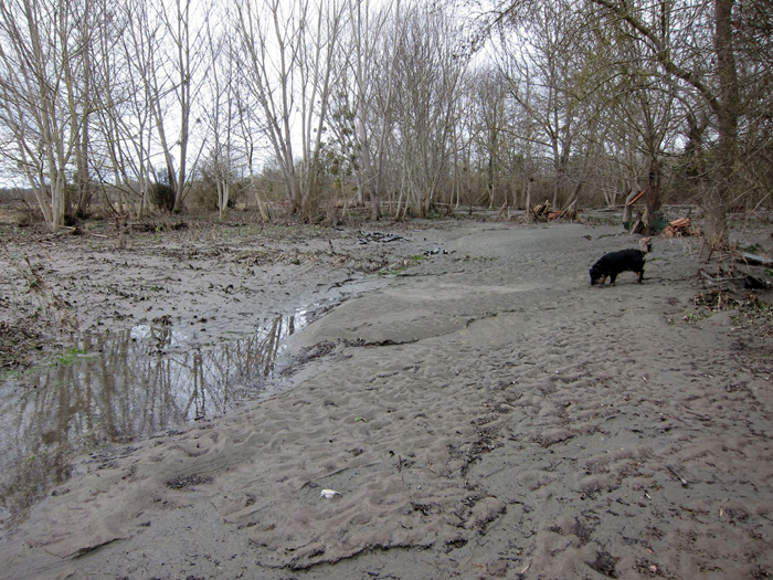 Les chevaux dans la gadoue.