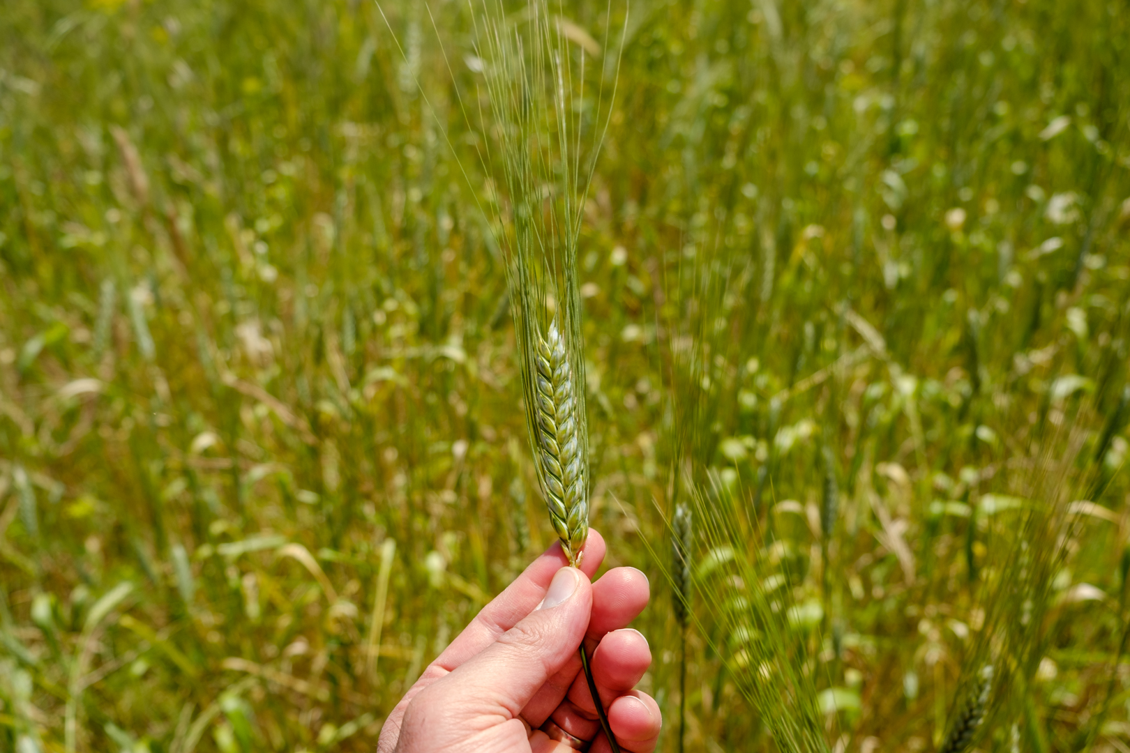 An ear of wheat in the background