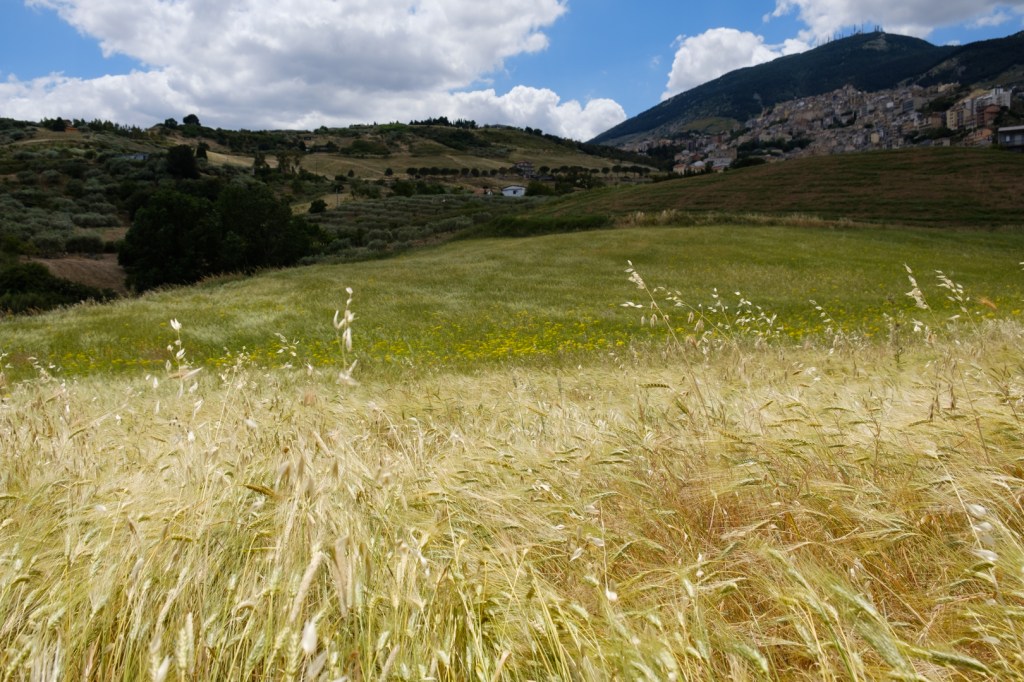 The ears of wheat moving in the wind