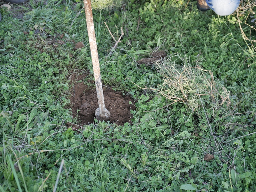 Un trozo de campo de cultivo regenerativo con hierbas salvajes y una pala