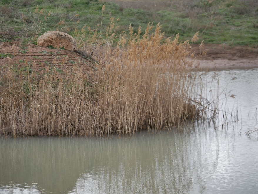 Un lac avec des roseaux et de l'herbe