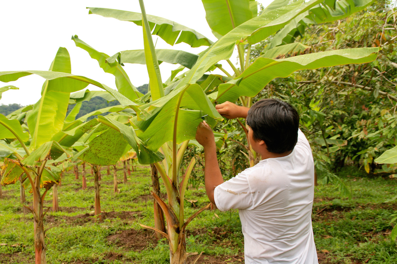 Plantation de bananes en Amérique du Sud.