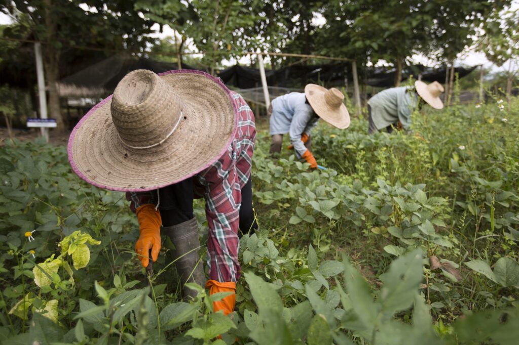 A la Pur Farm, on pratique aussi le maraîchage. © Christian Lamontagne / Pur Projet