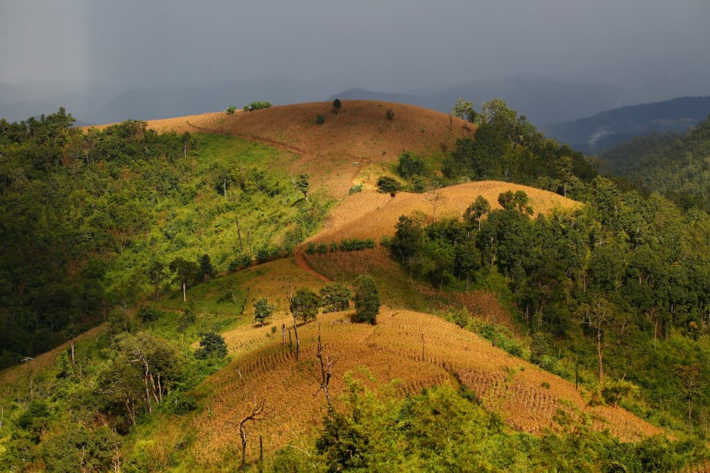 60% de la déforestation trouve son origine directement dans notre consommation d’aliments carnés. On dé-foreste pour planter les cultures qui nourrissent le bétail. © Christian Lamontagne / Pur Projet