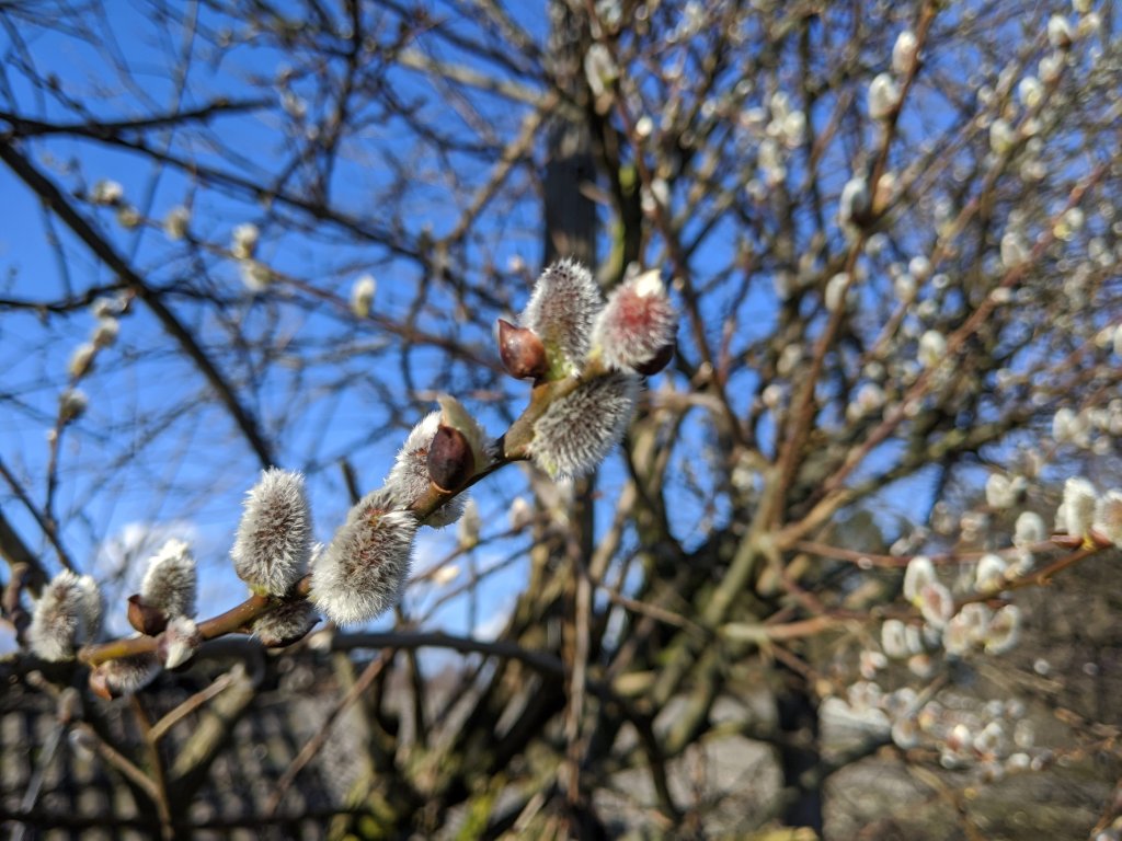 Knospen an einem Baum