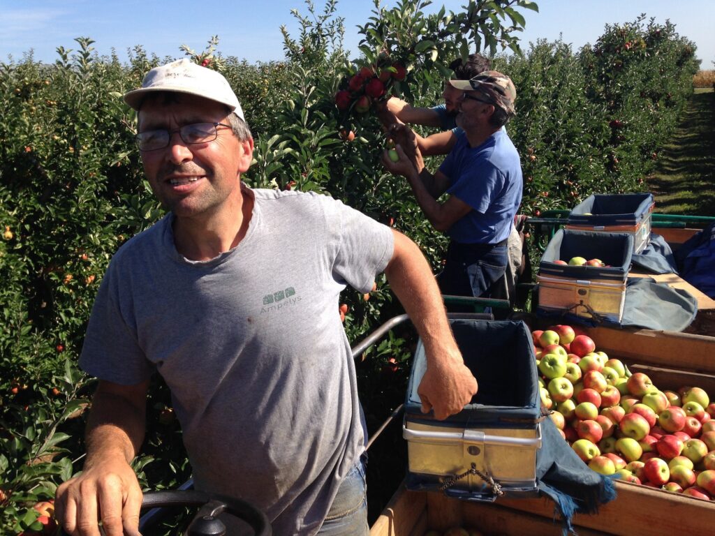 Noch – Arbres Fruitiers Avec Pommes – Échelles HO Et TT – Modélisme Ferroviaire