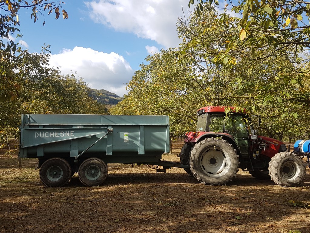 Un tracteur avec une remorque dans un champ de noyers