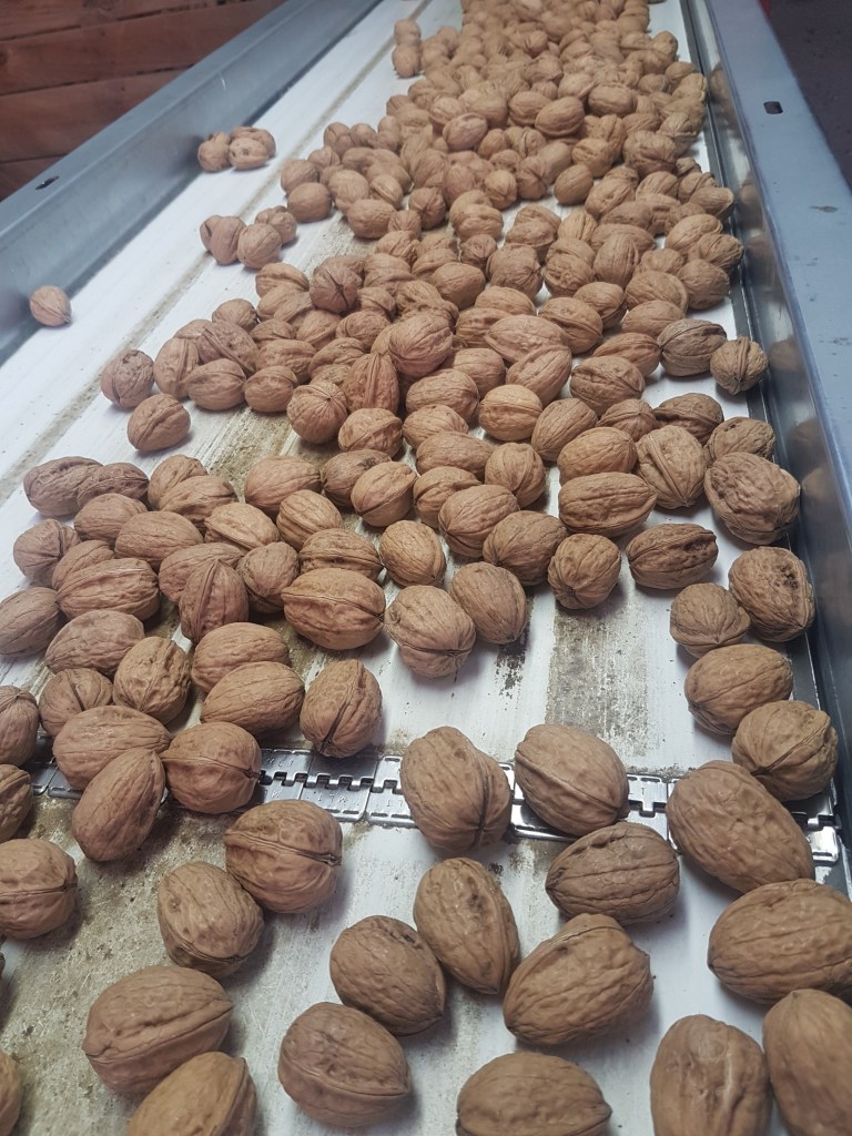 Des noix sur un tapis roulant