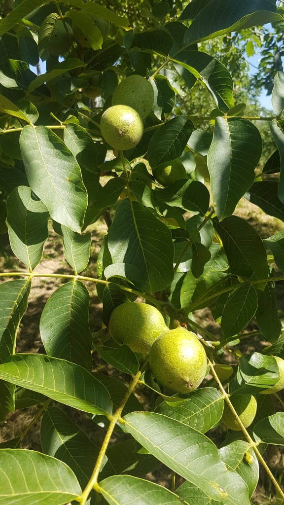 Noix dans leur coque verte sur une branche de noyer