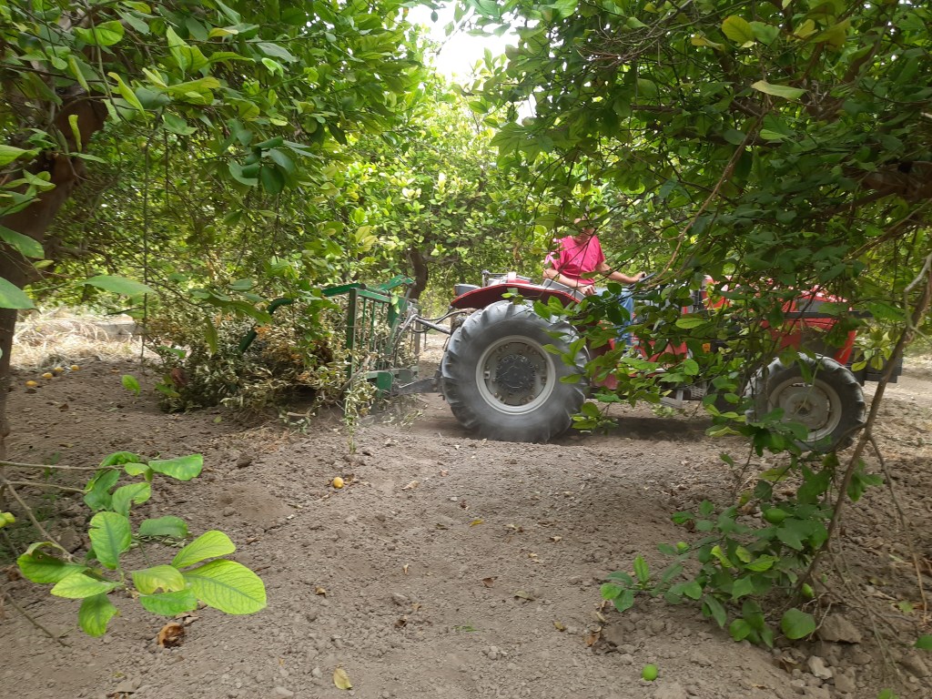L'agriculteur qui nettoie les citronniers sur son tracteur