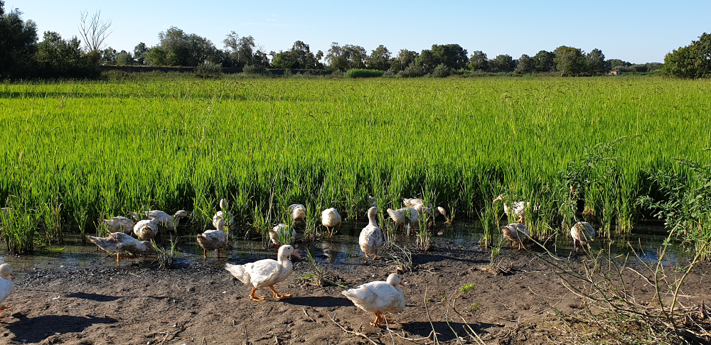 Ducks in the rice fields of the Camargue