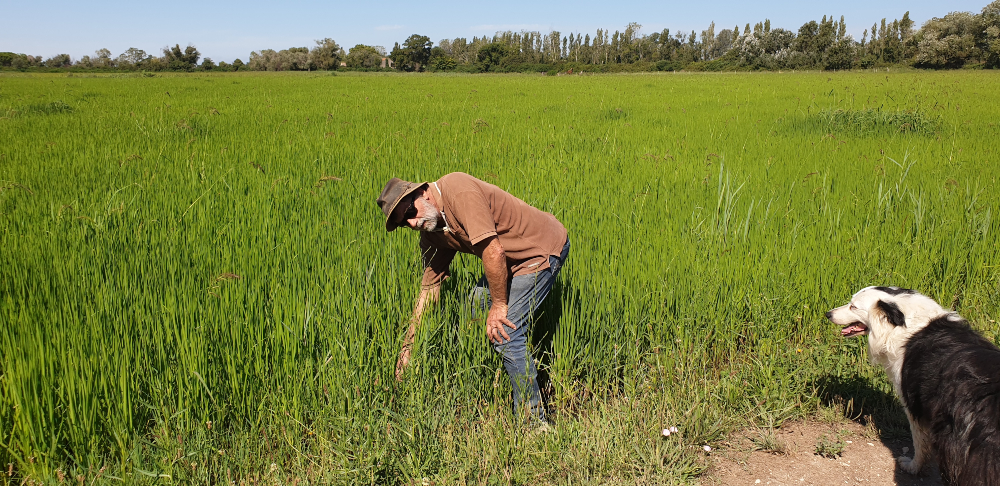 Bernard Poujol and his dog in the rice fields of the Camargue