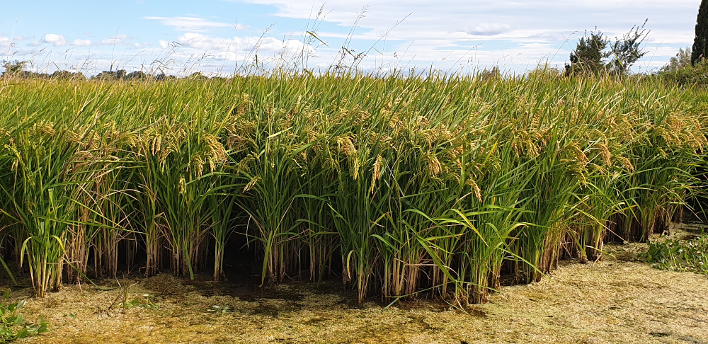 Rice fields in the Camargue