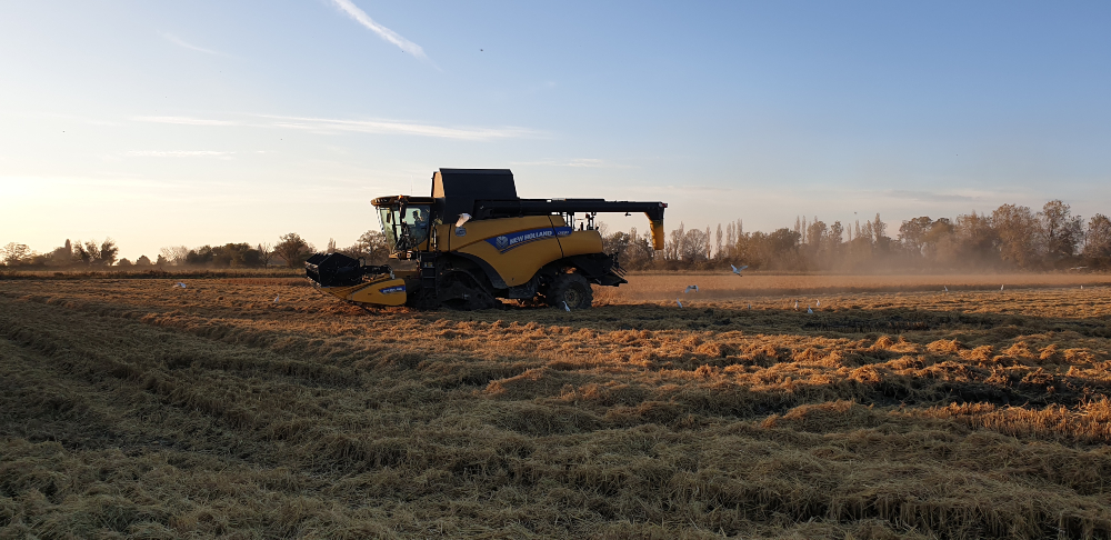 A combine harvester in action on the rice field