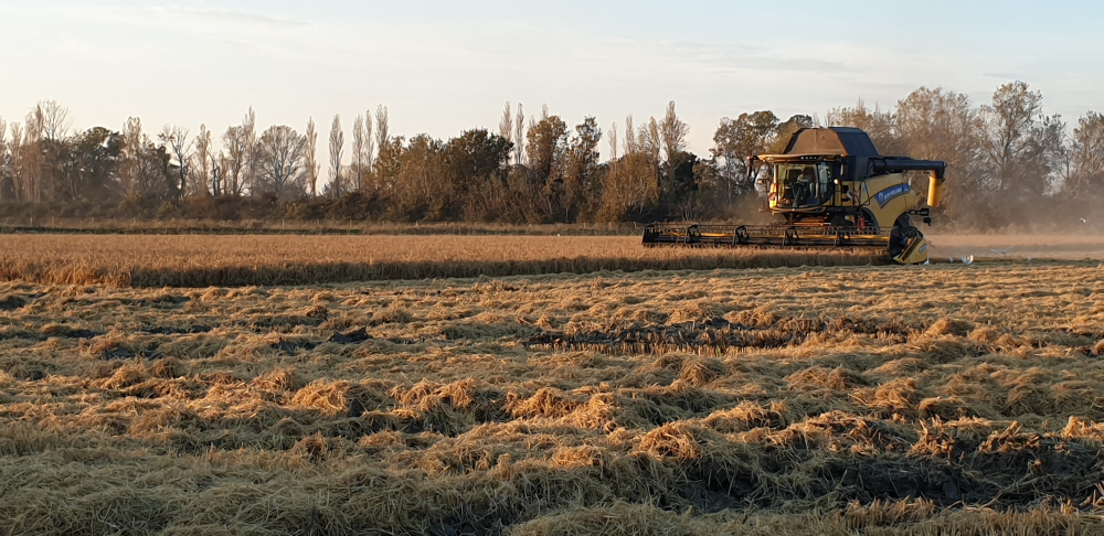 A harvester gathering rice in a rice field