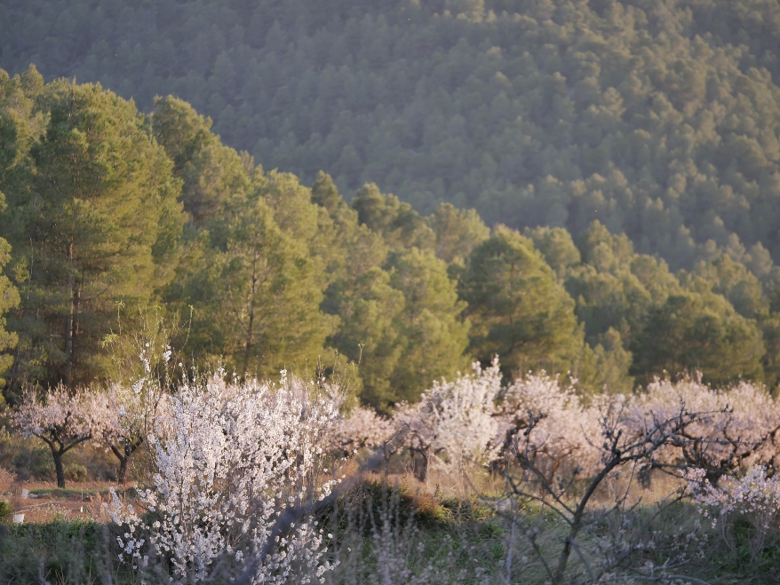 Paysage avec des arbres aux feuilles blanches et vertes
