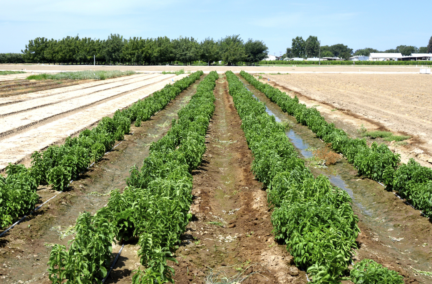 La stévia peut pousser partout dans le monde. Les rendements sont plus intéressants dans des pays à forte luminosité et aux températures présentant de faibles amplitudes.