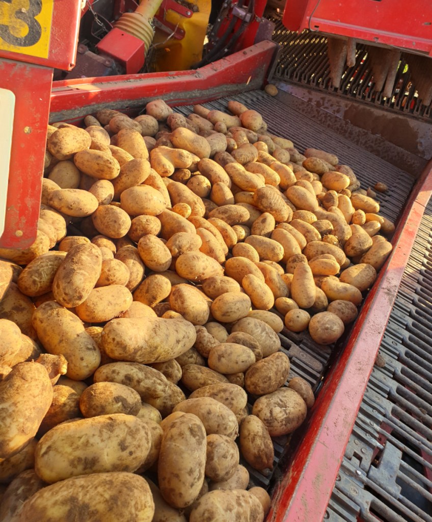 Potato harvest