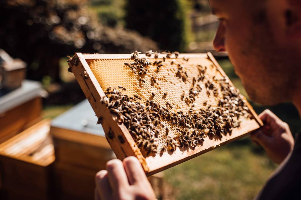 Bienenbrut mit Bienen