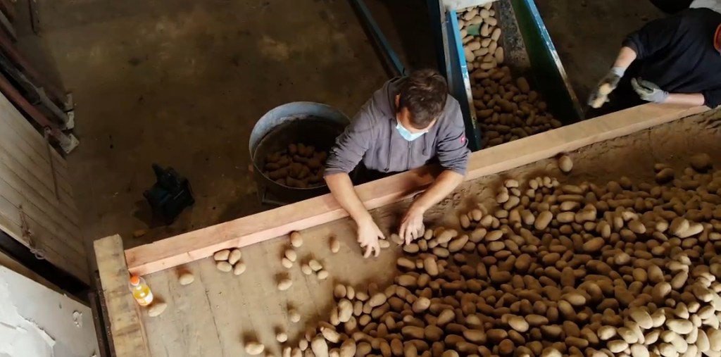A farmer sorting the potatoes