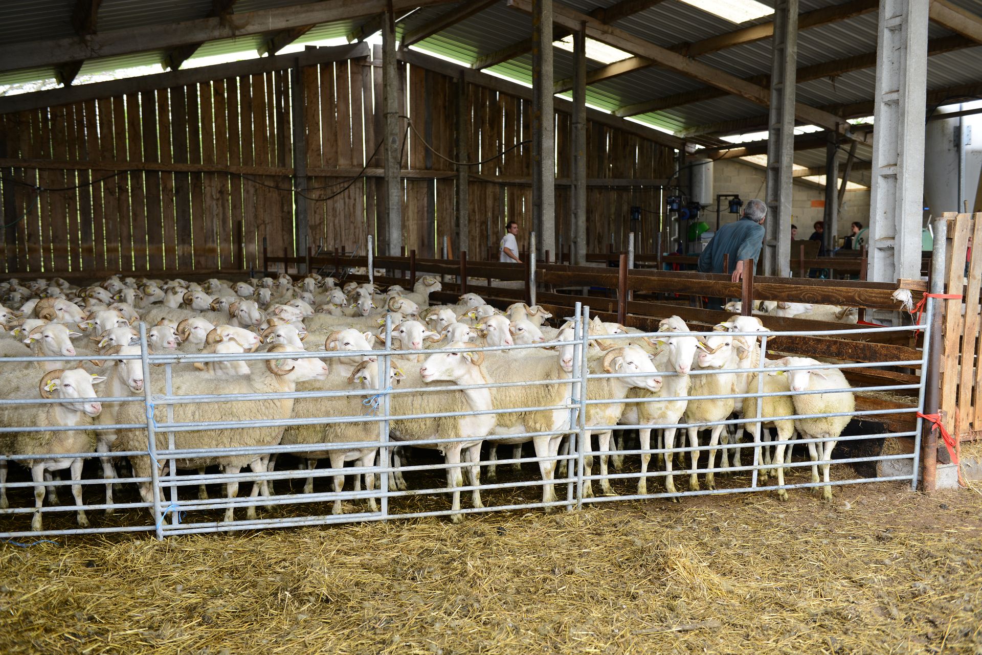 Brebis dans les starting blocks.