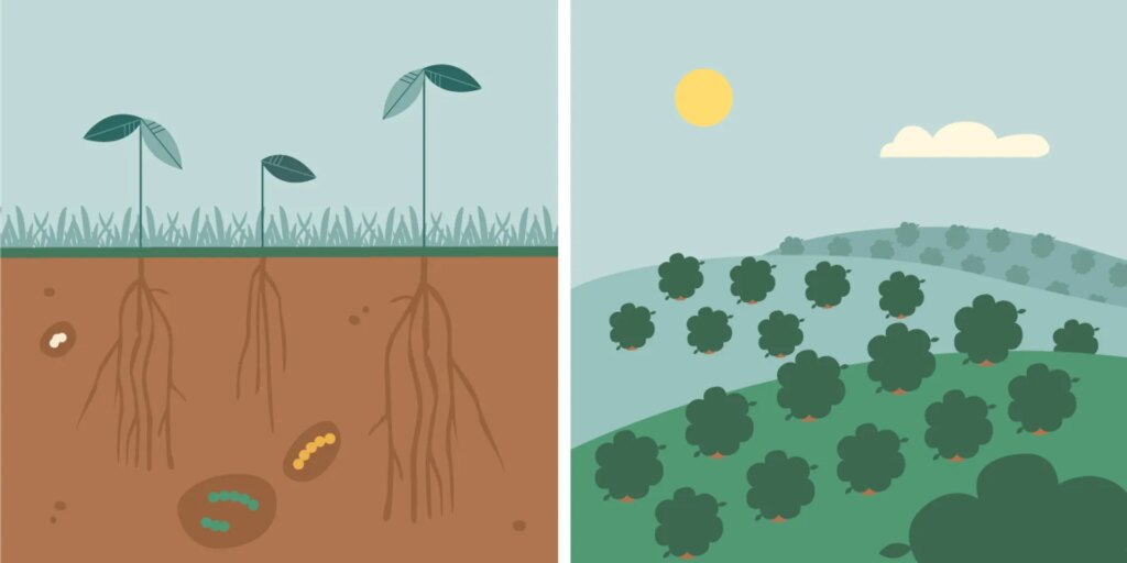 regenerative agriculture