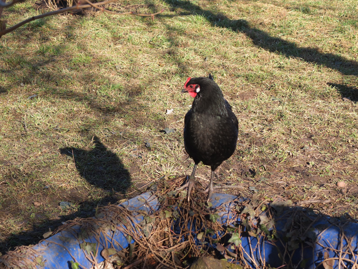 La poule plus fière que son ombre.
