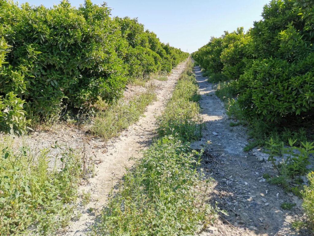 La imagen tiene un atributo ALT vac&iacute;o; su nombre de archivo es Dona-Ana-Finca-1-1024x768.jpg