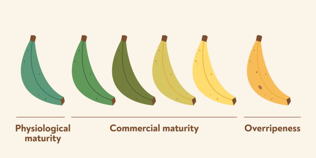 banana maturity