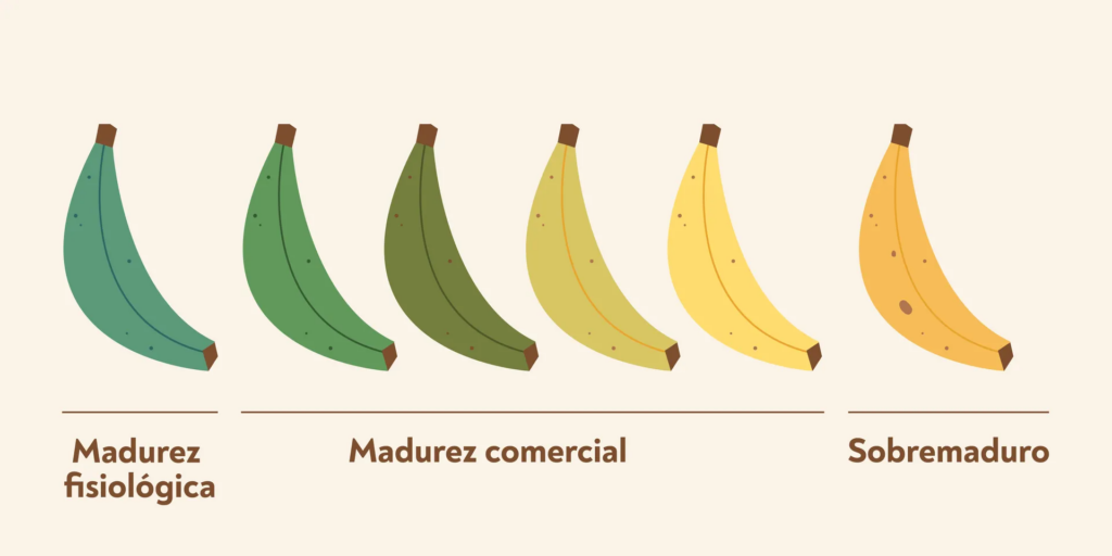 maduraci&oacute;n pl&aacute;tanos