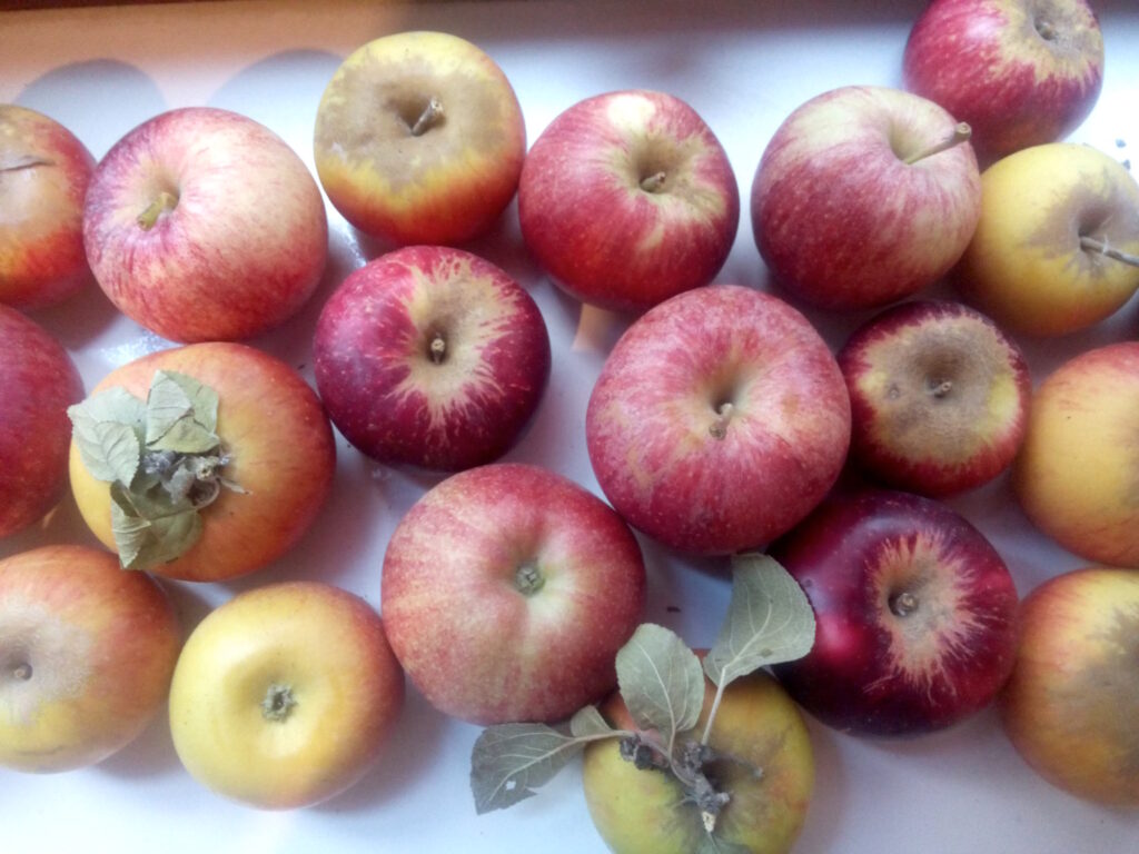 La pomme est un aliment riche en vitamines (pr&eacute;sentes surtout dans la peau), en fibres et en anti-oxydants : une petite mine d'or pour une chouette monodi&egrave;te.