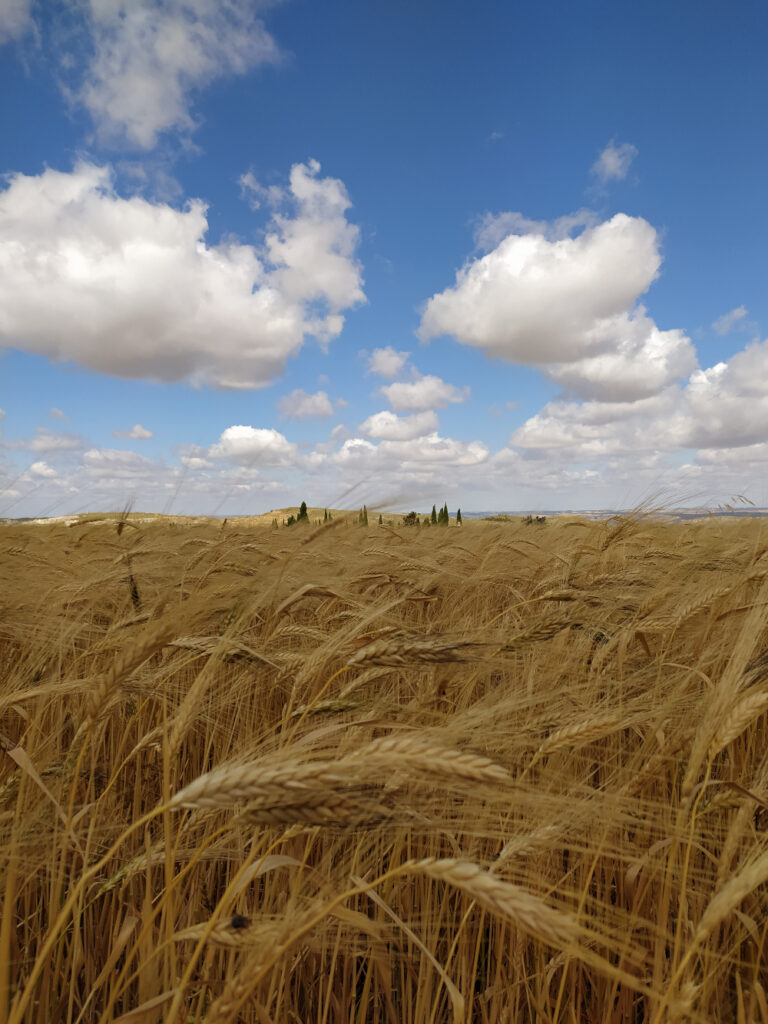 A field of wheat ears with a blue sky and clouds