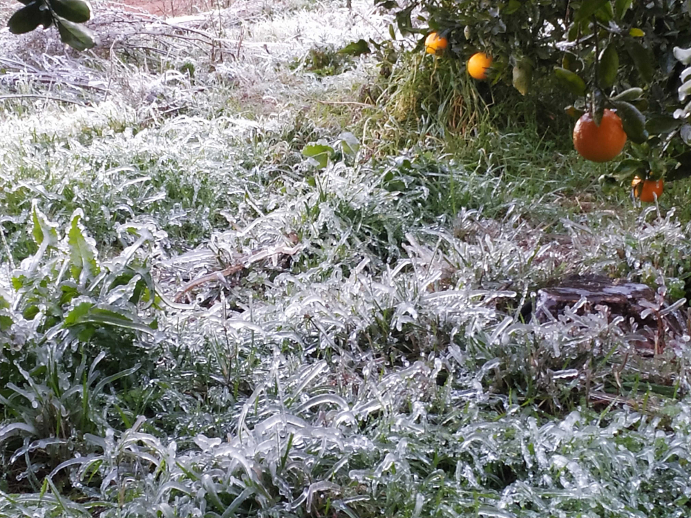 Grass frozen by the cold