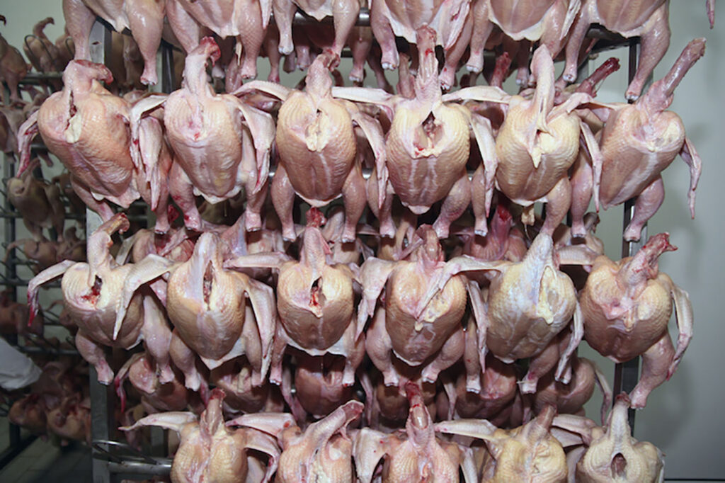 LaColmenaQueDiceSi_pollos