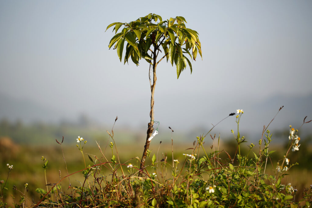 Pur Projet vend de l’air, pas du vent. Chaque arbre est fiché et fait l’objet d’un suivi personnalisé. Toutes les données sont collectées et analysées. « Cela nous permet de mesurer scientifiquement le taux de CO2 absorbé et d’identifier les pratiques agricoles écologiques les plus performantes. » © Christian Lamontagne / Pur Projet
