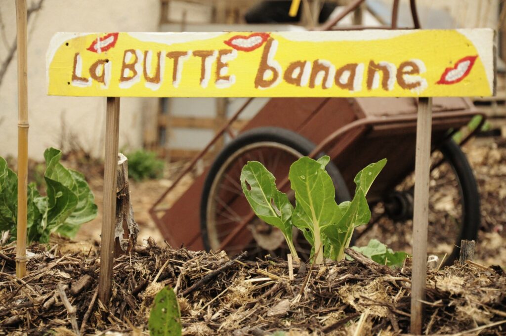 PicsArt_butte banane