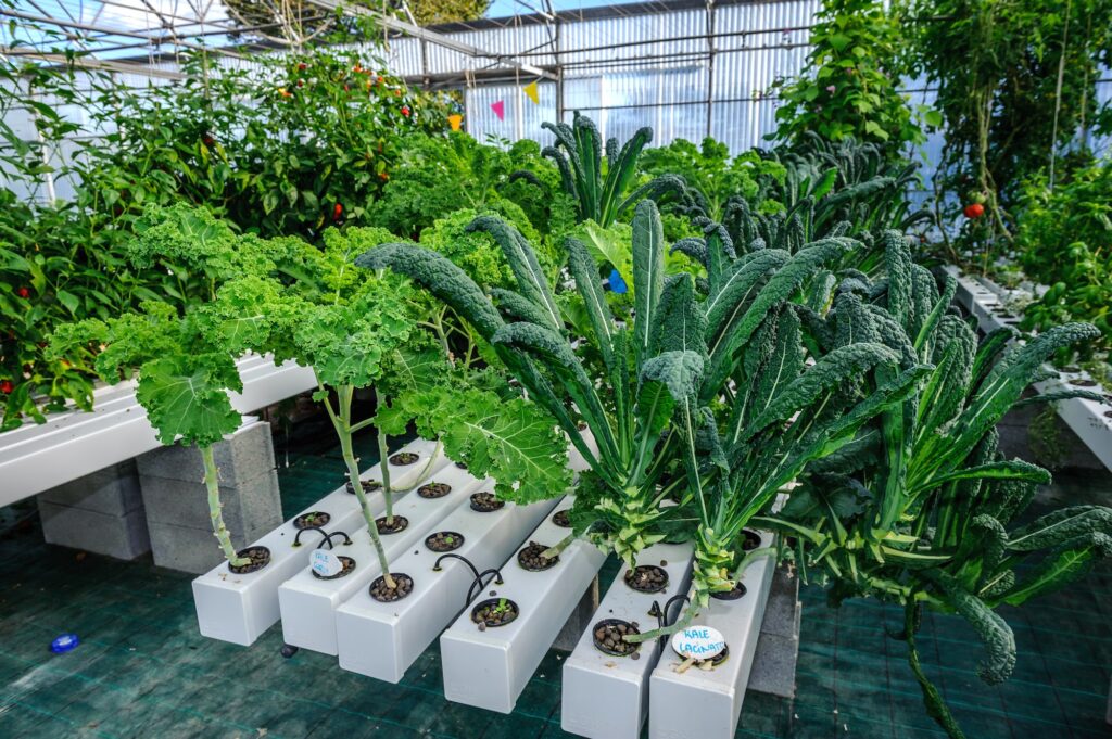 Chou kale, oyster leaves, pourpier de mer : ici on cultive de la verdure exotique.