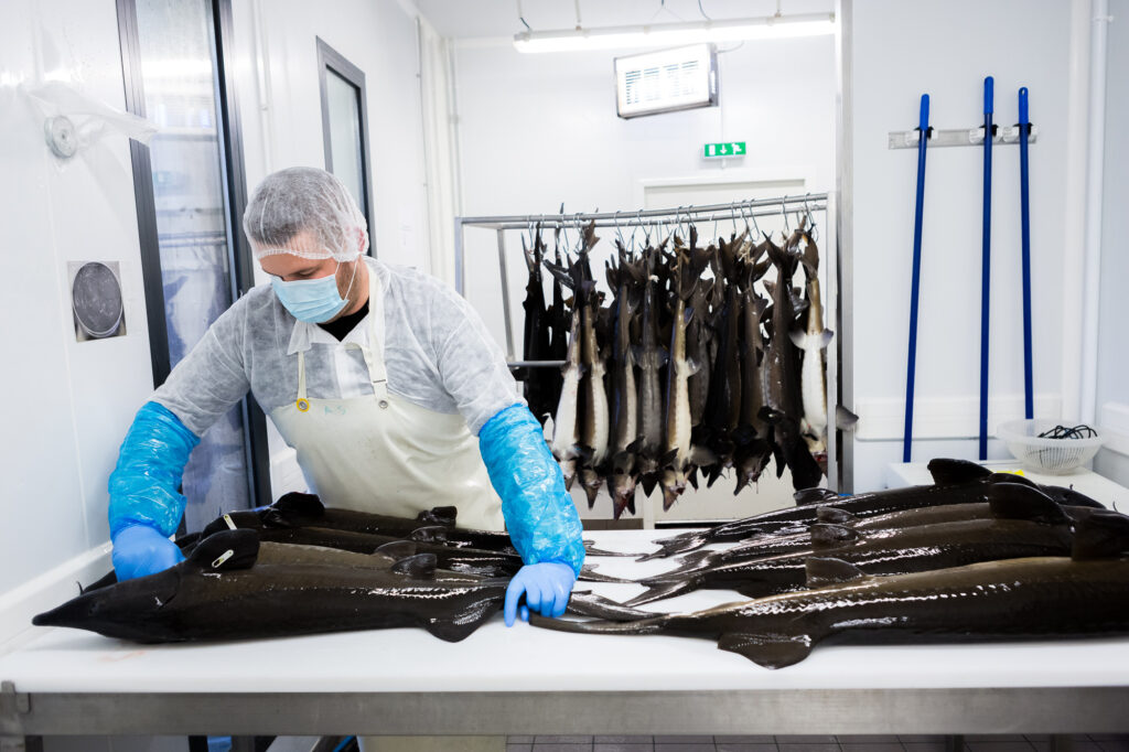 L'heure d'extraire le caviar a sonn&eacute;. &copy;Thomas Louapre