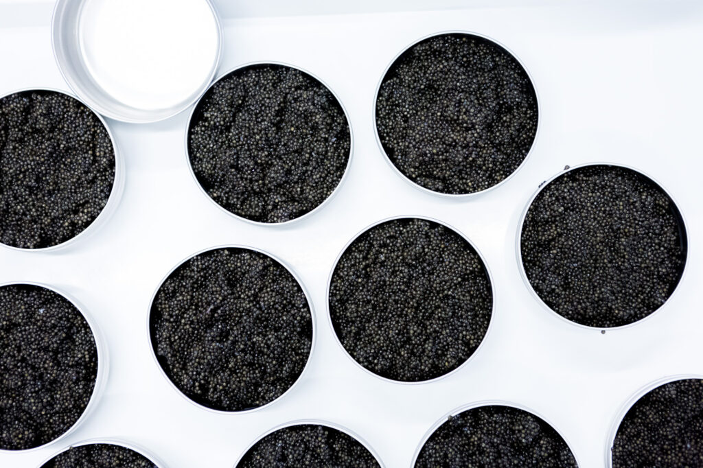 Quand le caviar fran&ccedil;ais permet de sauver l'esturgeon de la disparition. &copy;Thomas Louapre