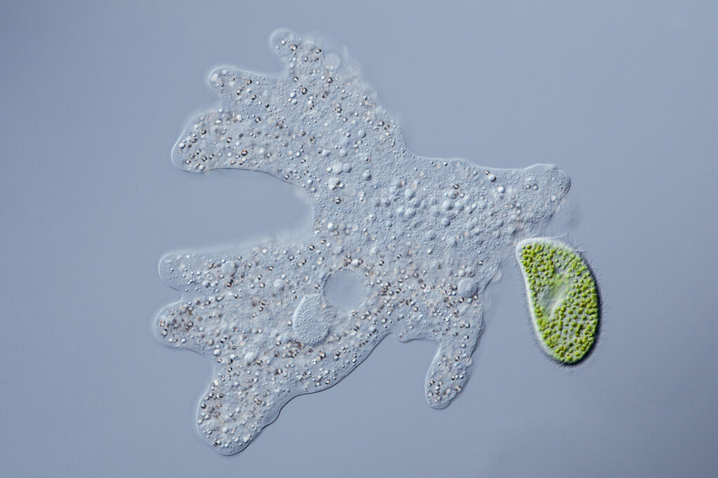 Cellule ani-m&acirc;le (en vert) &agrave; l'approche d'une cellule v&eacute;g&eacute;-femelle, deux secondes avant la f&eacute;condation. 