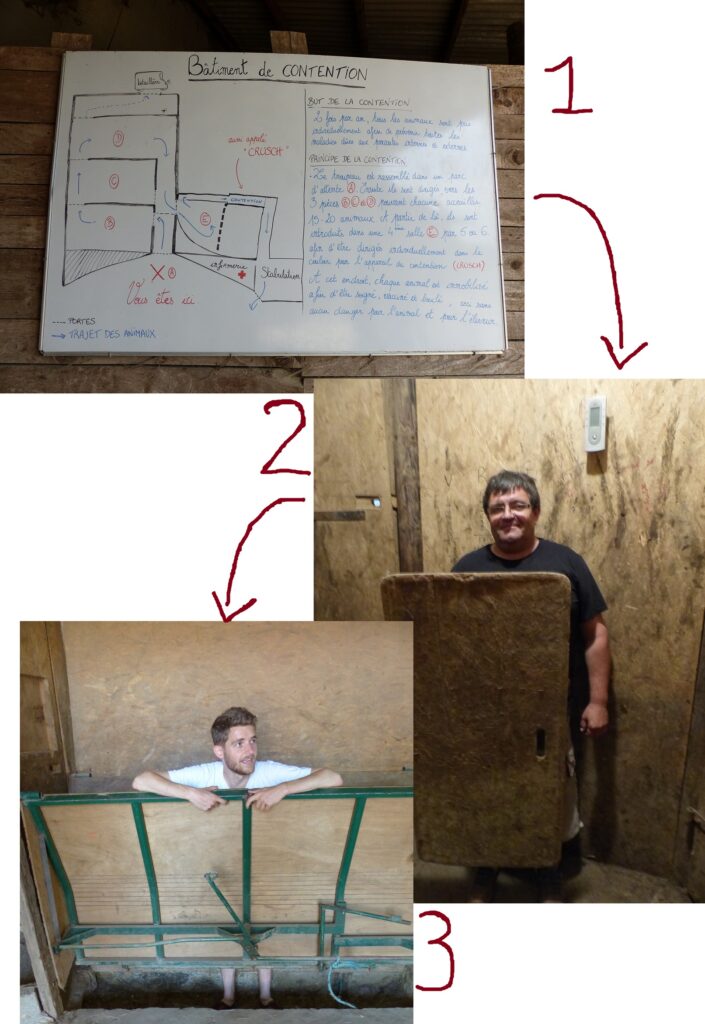 Contrôle de santé pour les biches.