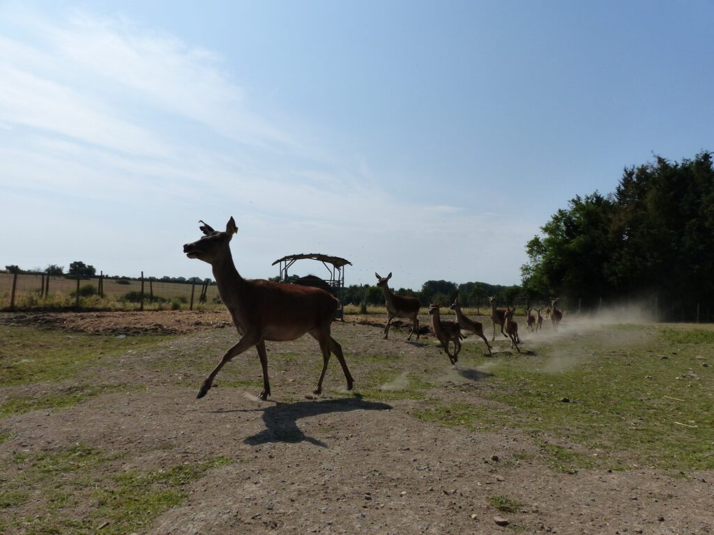 Quand Patrice met l'orge dans mangeoire, le troupeau accourt. Quand Patrice met l'orge dans la mangeoire, le troupeau accourt.