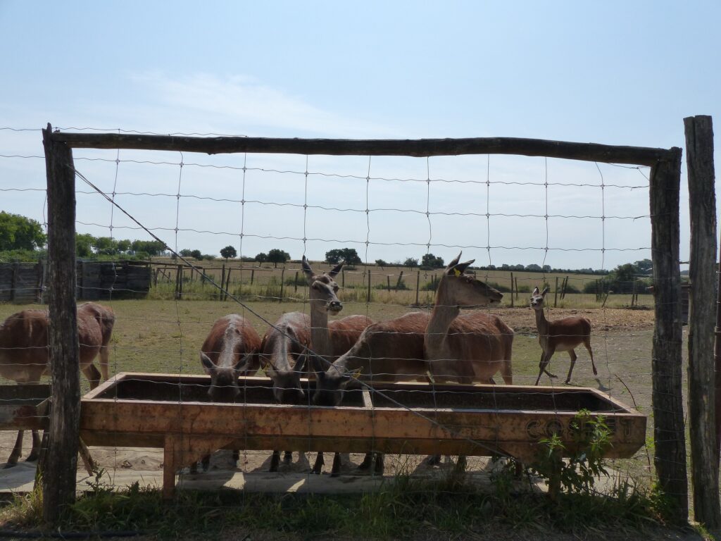 Fiesta miam miam. Fiesta miam miam.