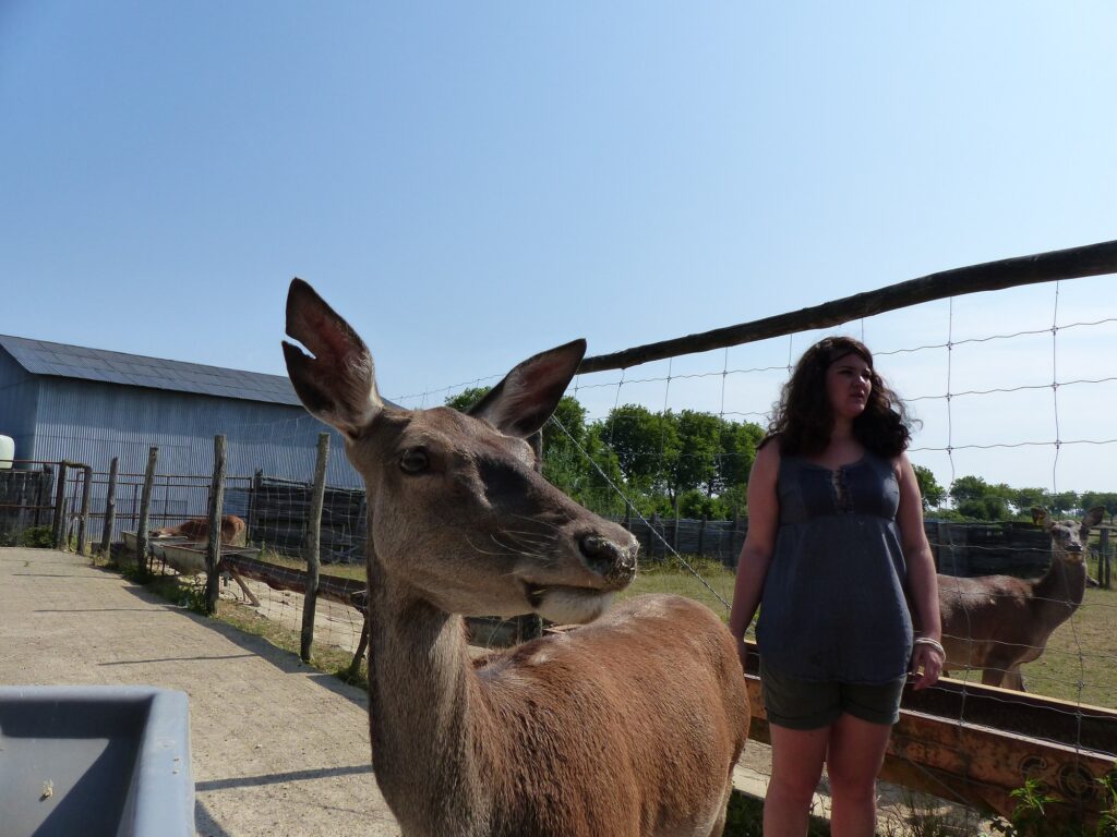 Bambi, elle non plus, n'ira jamais à l'abattoir. Bambi, biche décontractée.