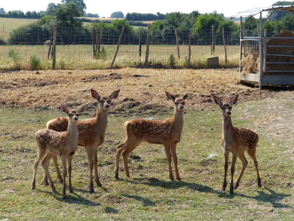 Faons trouillards. Eux regarder de loin avec yeux merlans frits. Les faons sont trouillards et regardent de loin, avec leurs yeux de merlans frits.