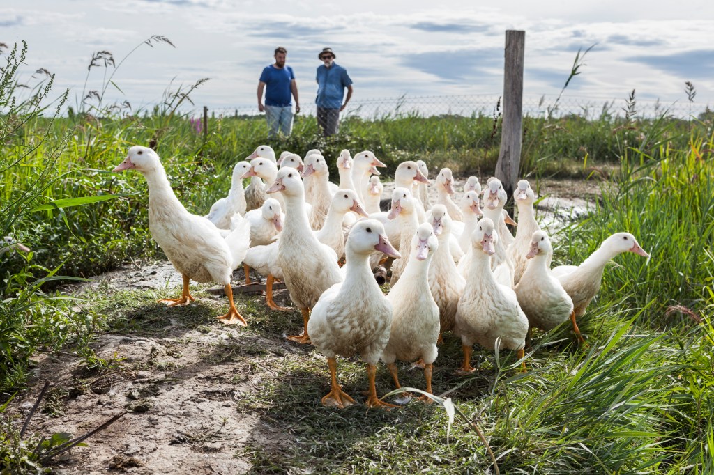 Des canards dans les rizi&egrave;res avec deux agriculteurs